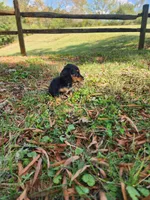 Misty/AKC, a female Miniature Dachshund for sale in Mount Airy, NC – 4 of 8