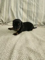 Sky, a female Miniature Dachshund for sale in Mount Airy, NC – 2 of 4