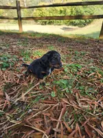 Sky/AKC, a female Miniature Dachshund for sale in Mount Airy, NC – 7 of 9