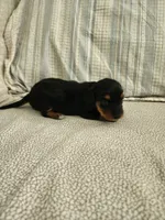Misty, a female Miniature Dachshund for sale in Mount Airy, NC – 3 of 4