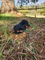 Rusty/AKC, a male Miniature Dachshund for sale in Mount Airy, NC – 7 of 9