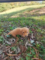 Dusty/AKC, a male Miniature Dachshund for sale in Mount Airy, NC – 2 of 10