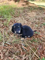 Cloudy/AKC, a female Miniature Dachshund for sale in Mount Airy, NC – 9 of 10
