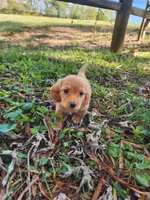 Dusty/AKC, a male Miniature Dachshund for sale in Mount Airy, NC – 10 of 10