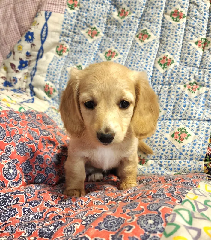 Vanilla AKC – Miniature Dachshund puppy for sale in Mount Airy, NC