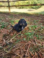 Sky/AKC, a female Miniature Dachshund for sale in Mount Airy, NC – 4 of 9