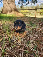 Rusty/AKC, a male Miniature Dachshund for sale in Mount Airy, NC – 3 of 9