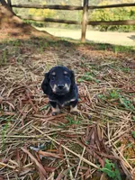 Cloudy/AKC, a female Miniature Dachshund for sale in Mount Airy, NC – 1 of 10