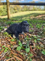 Mudd/AKC, a male Miniature Dachshund for sale in Mount Airy, NC – 7 of 10