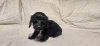 Chocolate AKC, a female Miniature Dachshund for sale in Mount Airy, NC – Photo 2 of 8