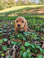 Dusty/AKC, a male Miniature Dachshund for sale in Mount Airy, NC – 3 of 10