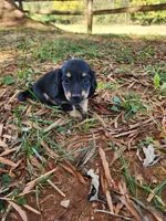 Cloudy/AKC, a female Miniature Dachshund for sale in Mount Airy, NC – 3 of 10