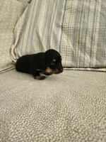 Cloudy, a female Miniature Dachshund for sale in Mount Airy, NC – 4 of 4
