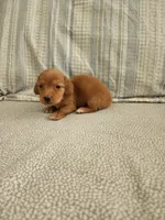 Dusty, a male Miniature Dachshund for sale in Mount Airy, NC – 2 of 4