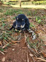 Cloudy/AKC, a female Miniature Dachshund for sale in Mount Airy, NC – 4 of 10