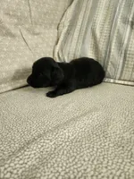 Mudd, a male Miniature Dachshund for sale in Mount Airy, NC – 2 of 4