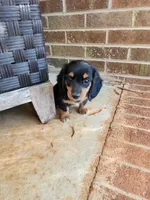 Sky, a female Miniature Dachshund for sale in Mount Airy, NC – 5 of 5