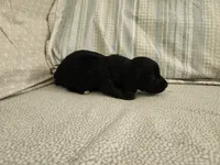 Mudd, a male Miniature Dachshund for sale in Mount Airy, NC – 3 of 4