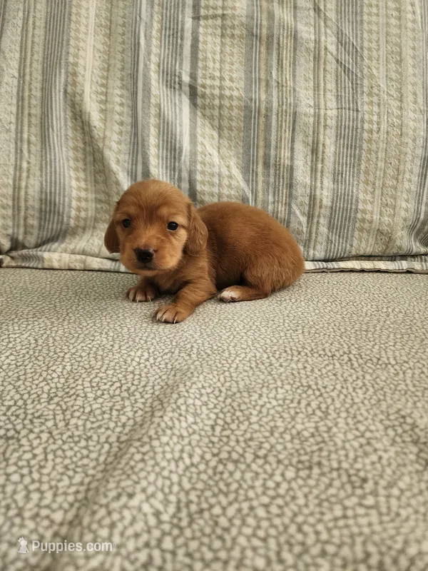 Dusty – Miniature Dachshund puppy for sale in Mount Airy, NC