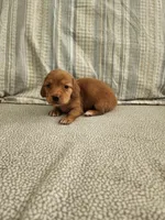 Dusty, a male Miniature Dachshund for sale in Mount Airy, NC – 1 of 4