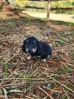 Cloudy/AKC, a female Miniature Dachshund for sale in Mount Airy, NC – 6 of 10