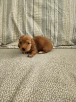 Dusty, a male Miniature Dachshund for sale in Mount Airy, NC – 3 of 4