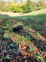 Mudd/AKC, a male Miniature Dachshund for sale in Mount Airy, NC – 8 of 10