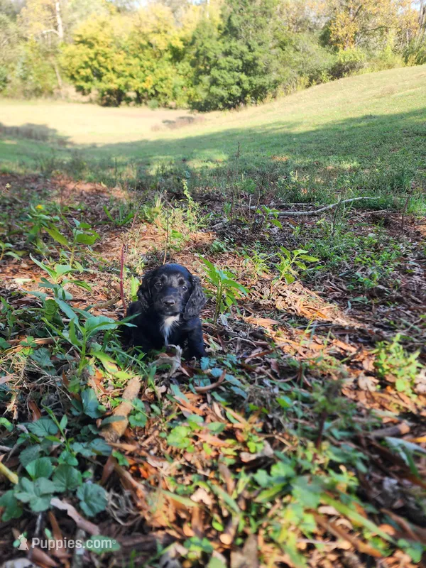 Mudd – Miniature Dachshund puppy for sale in Mount Airy, NC