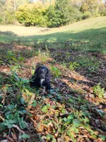 Mudd/AKC, a male Miniature Dachshund for sale in Mount Airy, NC – 1 of 10