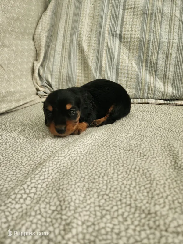 Rusty – Miniature Dachshund puppy for sale in Mount Airy, NC