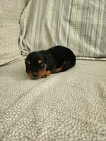 Rusty, a male Miniature Dachshund for sale in Mount Airy, NC – 1 of 4