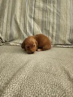 Dusty, a male Miniature Dachshund for sale in Mount Airy, NC – 4 of 4