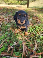 Misty/AKC, a female Miniature Dachshund for sale in Mount Airy, NC – 6 of 8