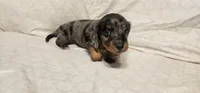 Moose tracks, a female Miniature Dachshund for sale in Mount Airy, NC – Photo 2 of 10