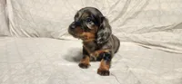 Moose tracks, a female Miniature Dachshund for sale in Mount Airy, NC – Photo 4 of 10