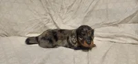 Moose tracks, a female Miniature Dachshund for sale in Mount Airy, NC – Photo 9 of 10