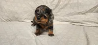 Moose tracks, a female Miniature Dachshund for sale in Mount Airy, NC – Photo 6 of 10