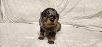 Moose tracks, a female Miniature Dachshund for sale in Mount Airy, NC – Photo 1 of 10