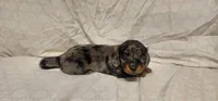 Moose tracks, a female Miniature Dachshund for sale in Mount Airy, NC – Photo 10 of 10