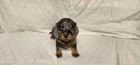 Moose tracks, a female Miniature Dachshund for sale in Mount Airy, NC – Photo 7 of 10