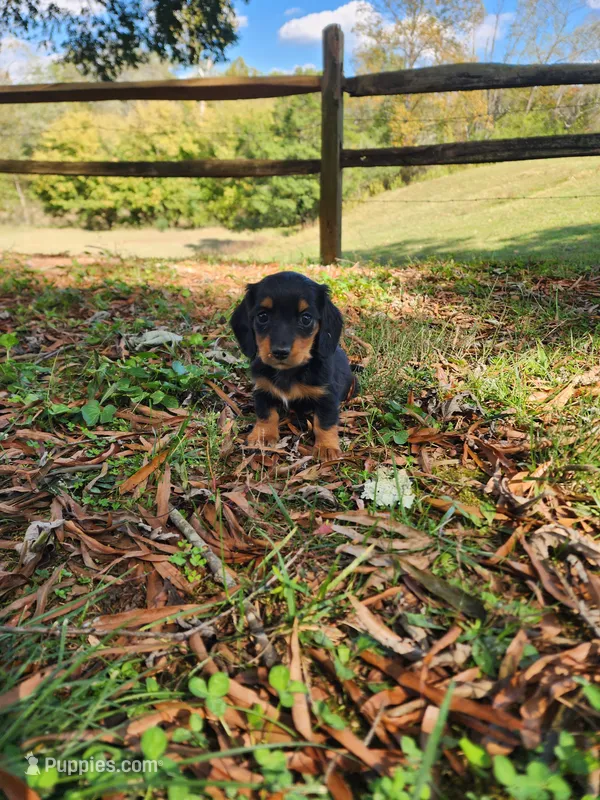 Misty – Miniature Dachshund puppy for sale in Mount Airy, NC