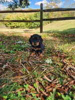 Misty/AKC, a female Miniature Dachshund for sale in Mount Airy, NC – 1 of 8