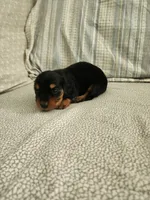 Rusty, a male Miniature Dachshund for sale in Mount Airy, NC – 4 of 4