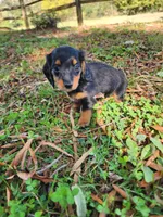 Misty/AKC, a female Miniature Dachshund for sale in Mount Airy, NC – 3 of 8