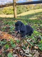 Mudd/AKC, a male Miniature Dachshund for sale in Mount Airy, NC – 5 of 10