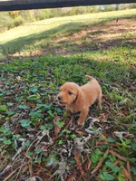 Dusty/AKC, a male Miniature Dachshund for sale in Mount Airy, NC – 6 of 10