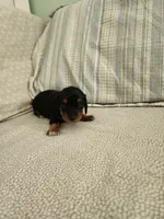 Misty, a female Miniature Dachshund for sale in Mount Airy, NC – 1 of 4