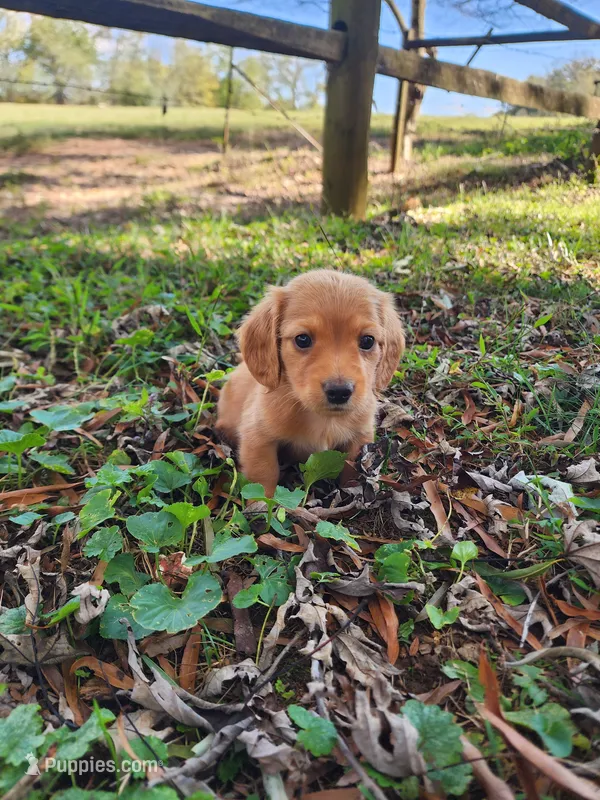 Dusty – Miniature Dachshund puppy for sale in Mount Airy, NC