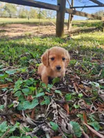 Dusty/AKC, a male Miniature Dachshund for sale in Mount Airy, NC – 1 of 10