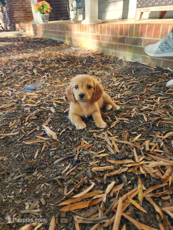Dusty/AKC – Miniature Dachshund puppy for sale in Mount Airy, NC